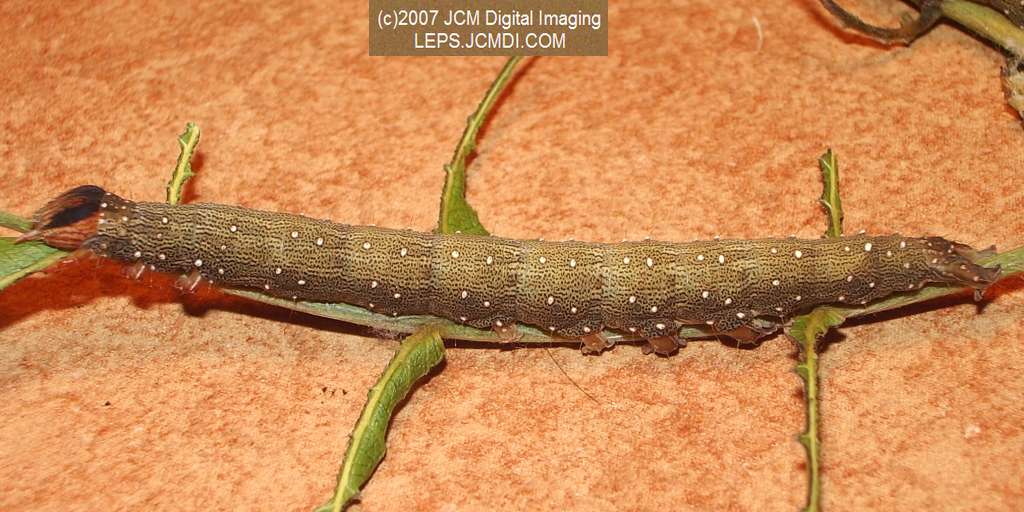 Catocala piatrix (Piatrix Underwing) images and rearing documentary
