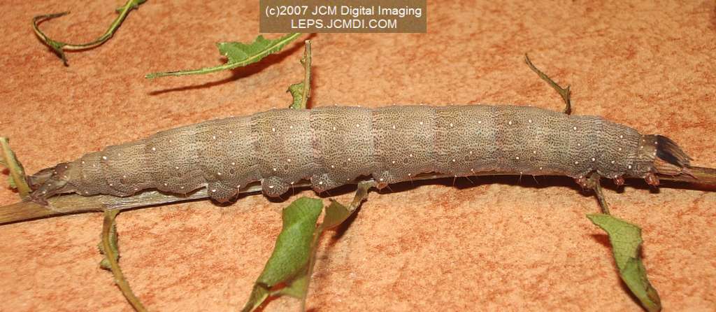 Catocala piatrix (Piatrix Underwing) images and rearing documentary