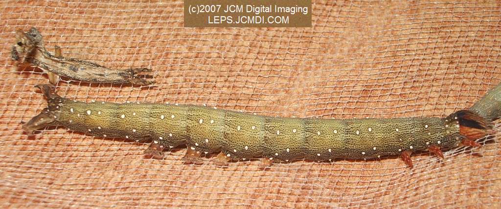 Catocala piatrix (Piatrix Underwing) images and rearing documentary