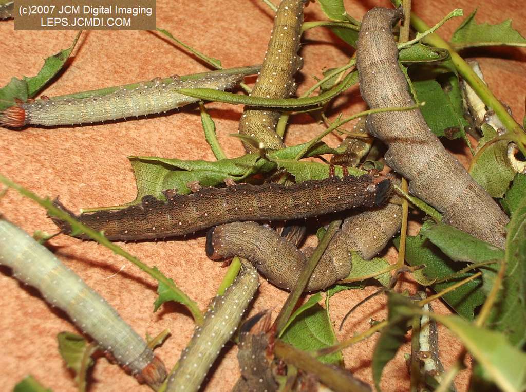 Catocala piatrix (Piatrix Underwing) images and rearing documentary