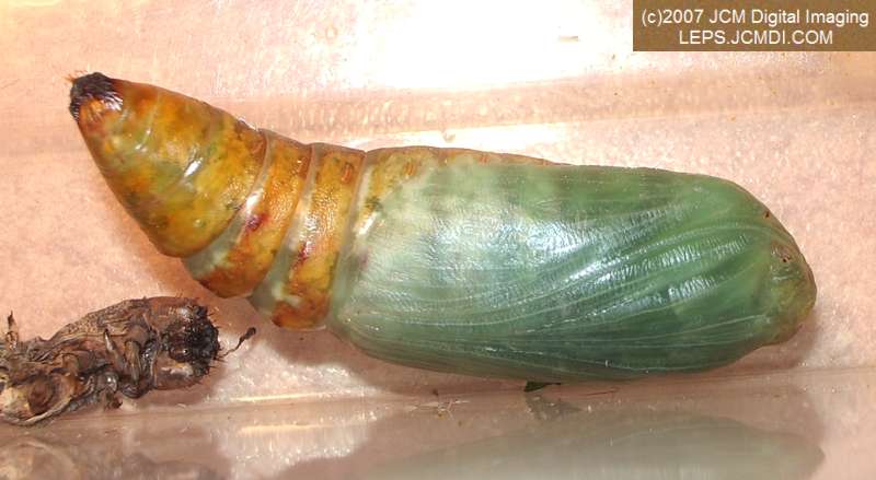 Catocala piatrix (Piatrix Underwing) images and rearing documentary