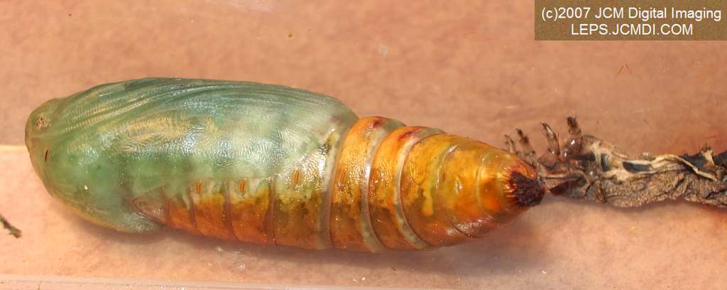 Catocala piatrix (Piatrix Underwing) images and rearing documentary
