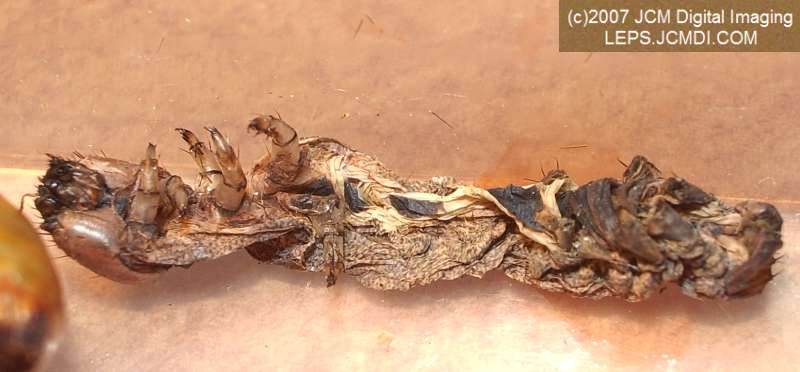 Catocala piatrix (Piatrix Underwing) images and rearing documentary