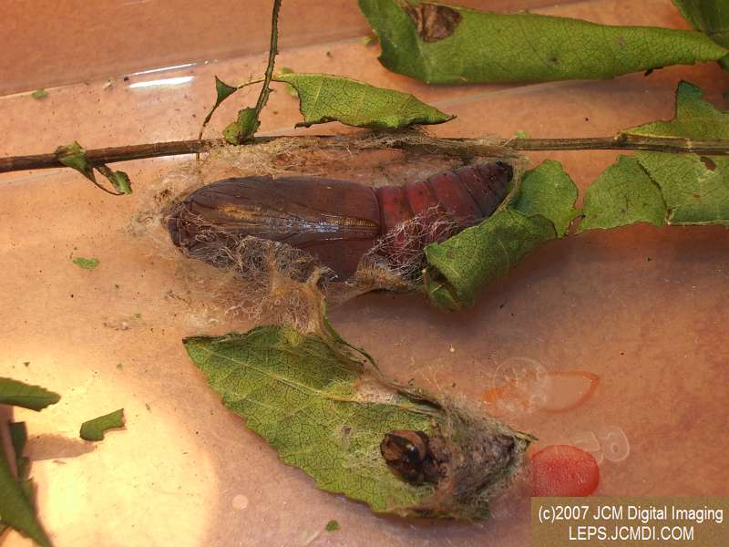 Catocala piatrix (Piatrix Underwing) images and rearing documentary