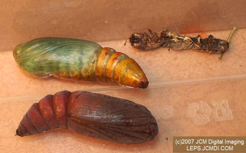 Catocala piatrix (Piatrix Underwing) images and rearing documentary