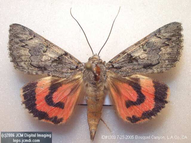 Catocala verrilliana (Verrilliana Underwing) images and documentary