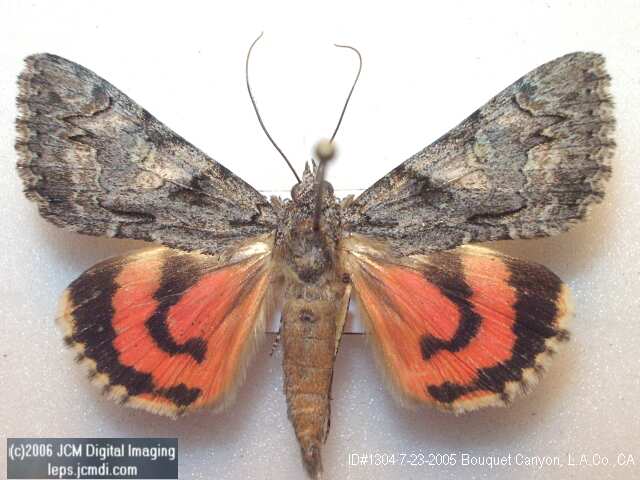 Catocala verrilliana (Verrilliana Underwing) images and documentary
