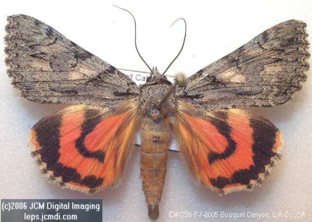 Catocala verrilliana (Verrilliana Underwing) images and documentary