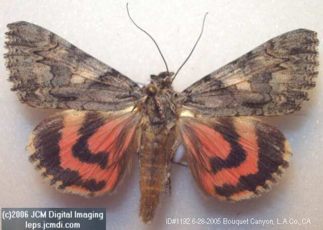 Catocala verrilliana (Verrilliana Underwing) images and documentary