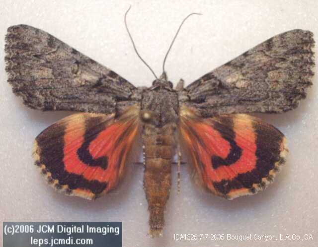 Catocala verrilliana (Verrilliana Underwing) images and documentary