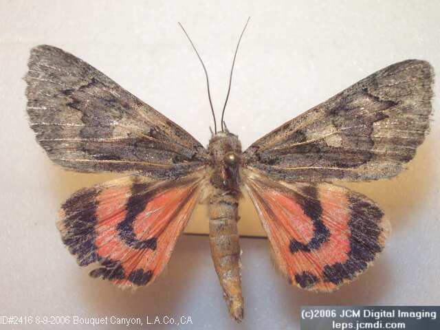 Catocala verrilliana (Verrilliana Underwing) images and documentary