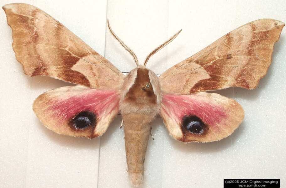 Smerinthus cerisyi (One-Eyed Sphinx Moth) images