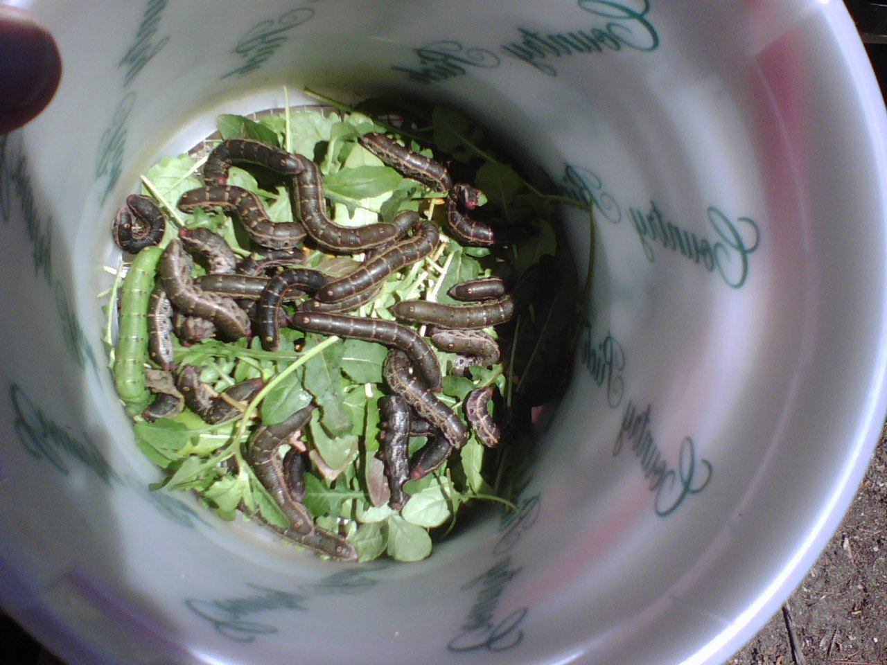 Arctonotus lucidus (Pacific Green Sphinx) Adult insect images and rearing documentary