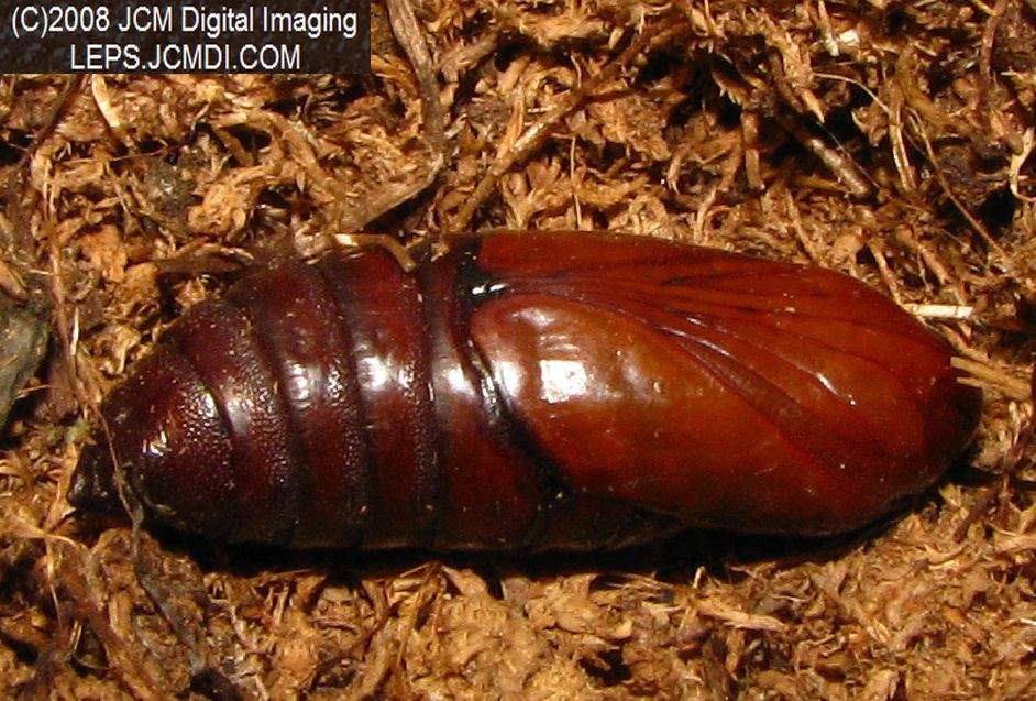 Arctonotus lucidus (Pacific Green Sphinx) Adult insect images and rearing documentary