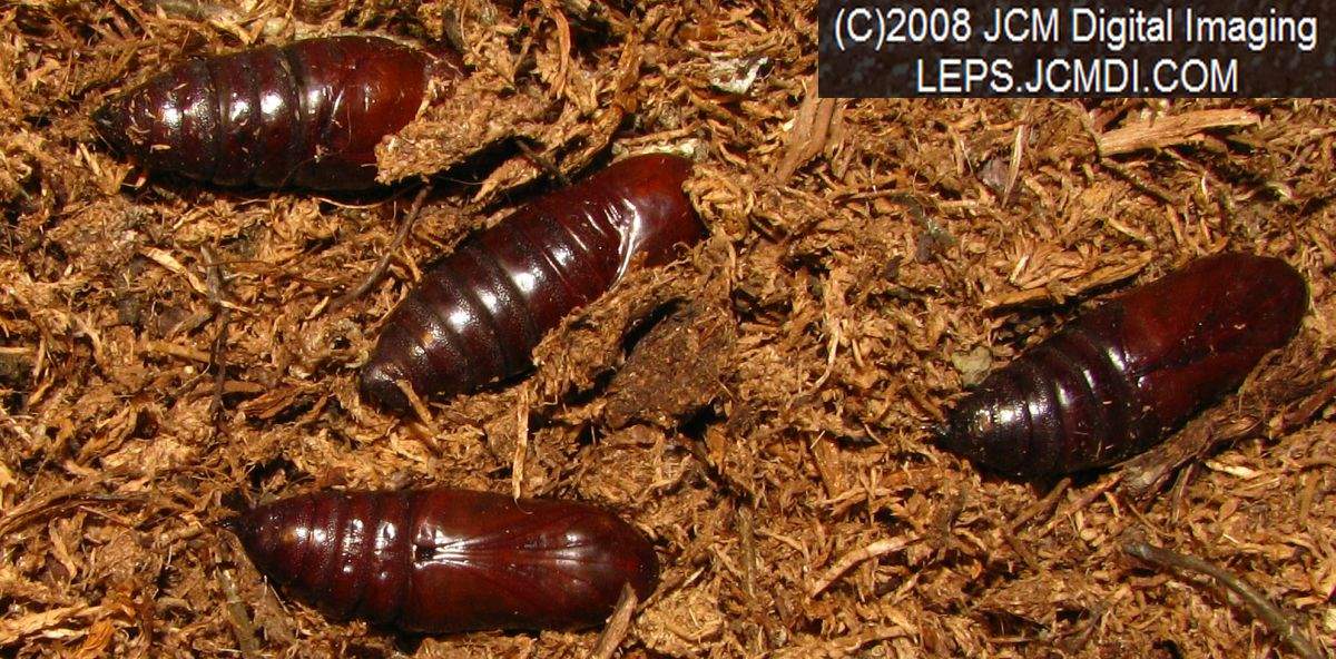 Arctonotus lucidus (Pacific Green Sphinx) Adult insect images and rearing documentary