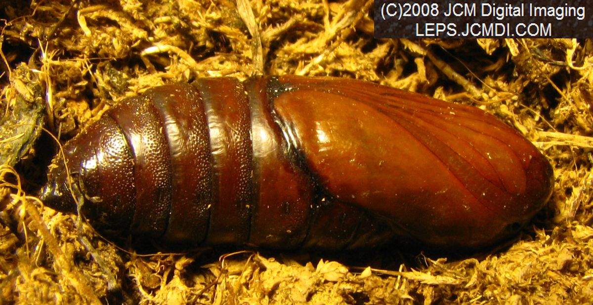 Arctonotus lucidus (Pacific Green Sphinx) Adult insect images and rearing documentary