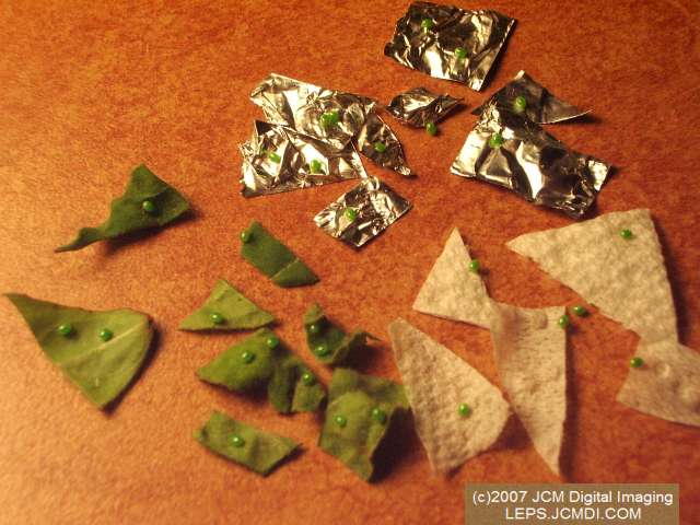 Arctonotus lucidus (Pacific Green Sphinx) Adult insect images and rearing documentary