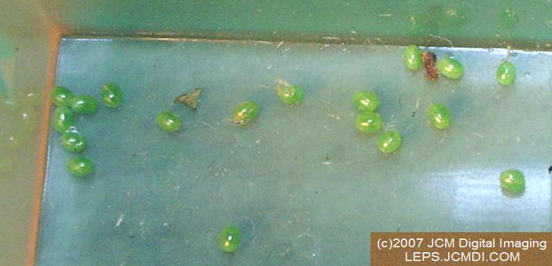 Arctonotus lucidus (Pacific Green Sphinx) Adult insect images and rearing documentary