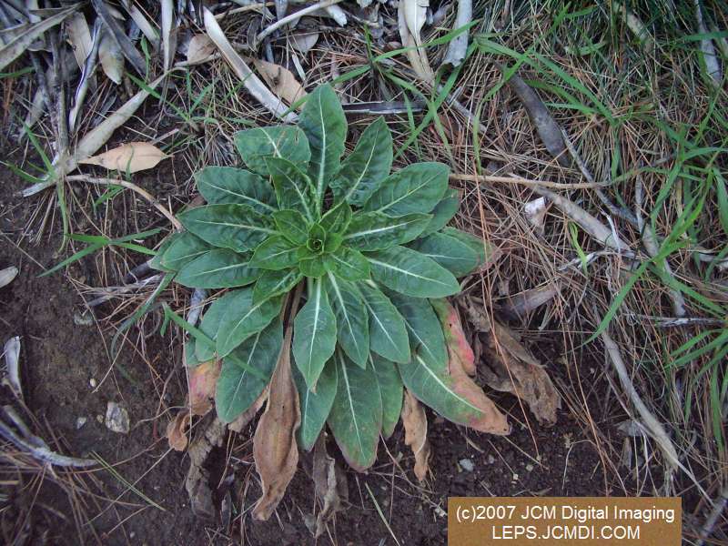 Arctonotus lucidus (Pacific Green Sphinx) Adult insect images and rearing documentary