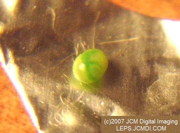 Arctonotus lucidus (Pacific Green Sphinx) Adult insect images and rearing documentary