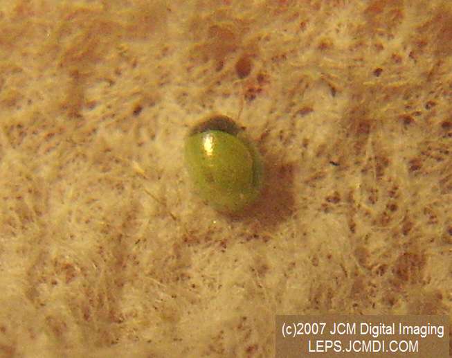 Arctonotus lucidus (Pacific Green Sphinx) Adult insect images and rearing documentary