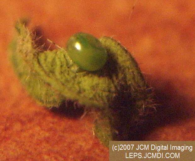 Arctonotus lucidus (Pacific Green Sphinx) Adult insect images and rearing documentary