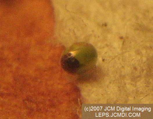 Arctonotus lucidus (Pacific Green Sphinx) Adult insect images and rearing documentary