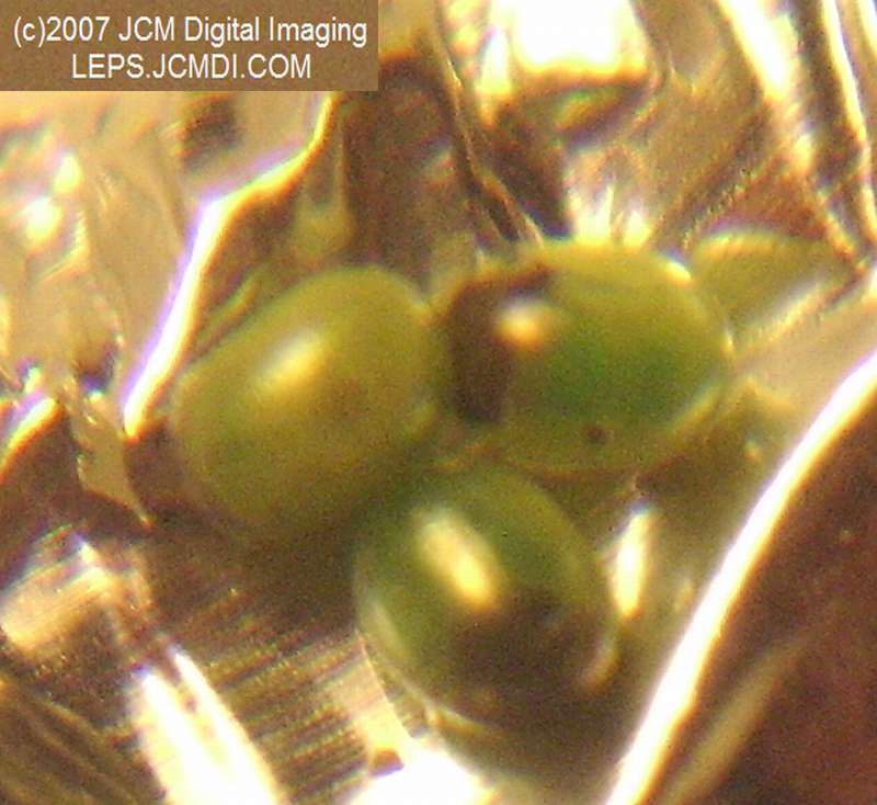 Arctonotus lucidus (Pacific Green Sphinx) Adult insect images and rearing documentary