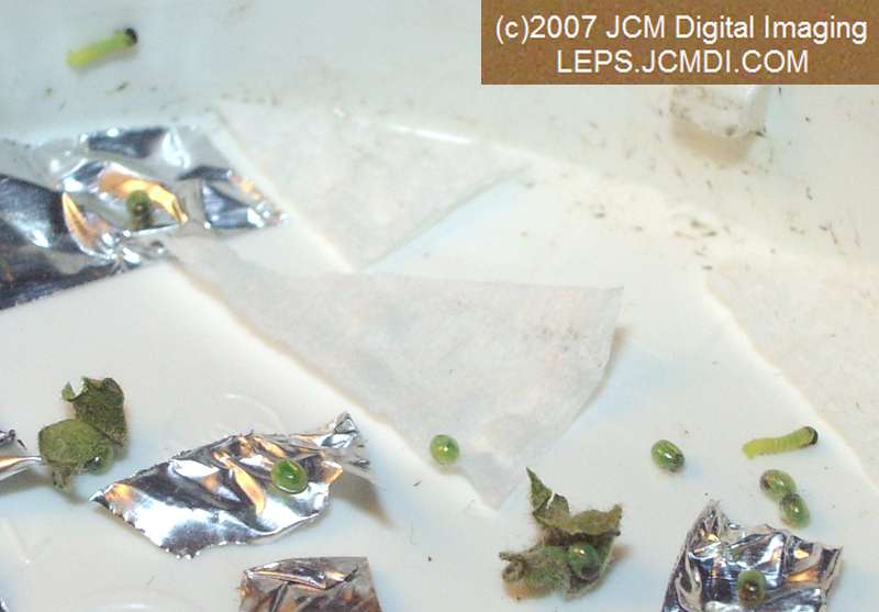 Arctonotus lucidus (Pacific Green Sphinx) Adult insect images and rearing documentary