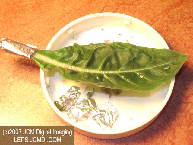 Arctonotus lucidus (Pacific Green Sphinx) Adult insect images and rearing documentary