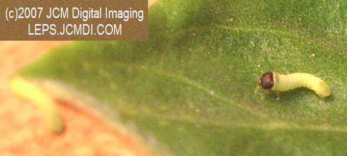 Arctonotus lucidus (Pacific Green Sphinx) Adult insect images and rearing documentary