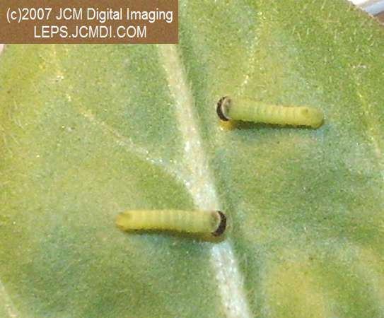 Arctonotus lucidus (Pacific Green Sphinx) Adult insect images and rearing documentary