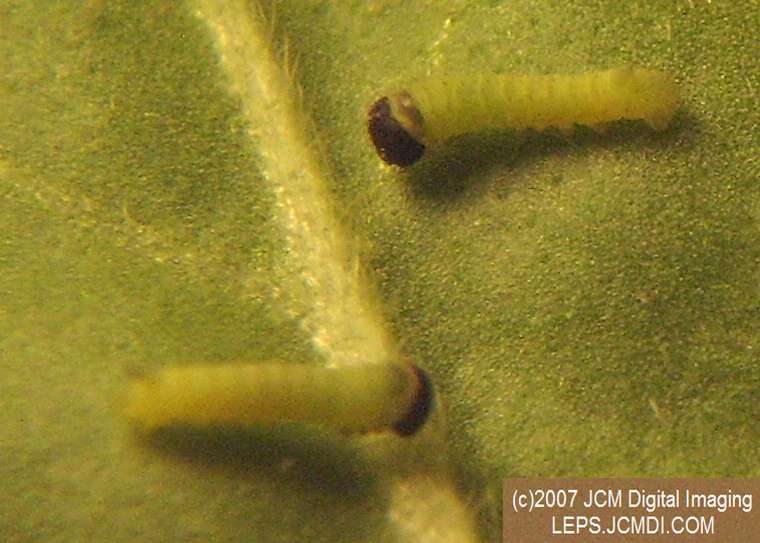 Arctonotus lucidus (Pacific Green Sphinx) Adult insect images and rearing documentary