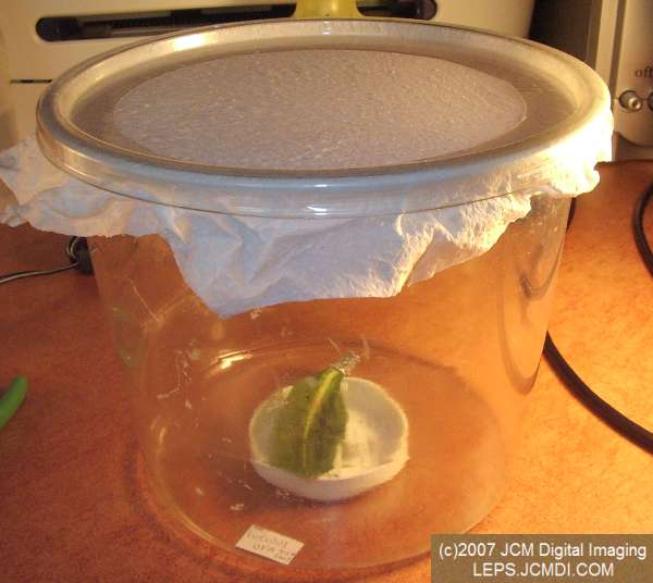 Arctonotus lucidus (Pacific Green Sphinx) Adult insect images and rearing documentary