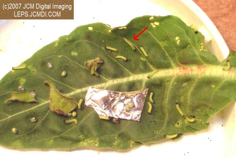 Arctonotus lucidus (Pacific Green Sphinx) Adult insect images and rearing documentary