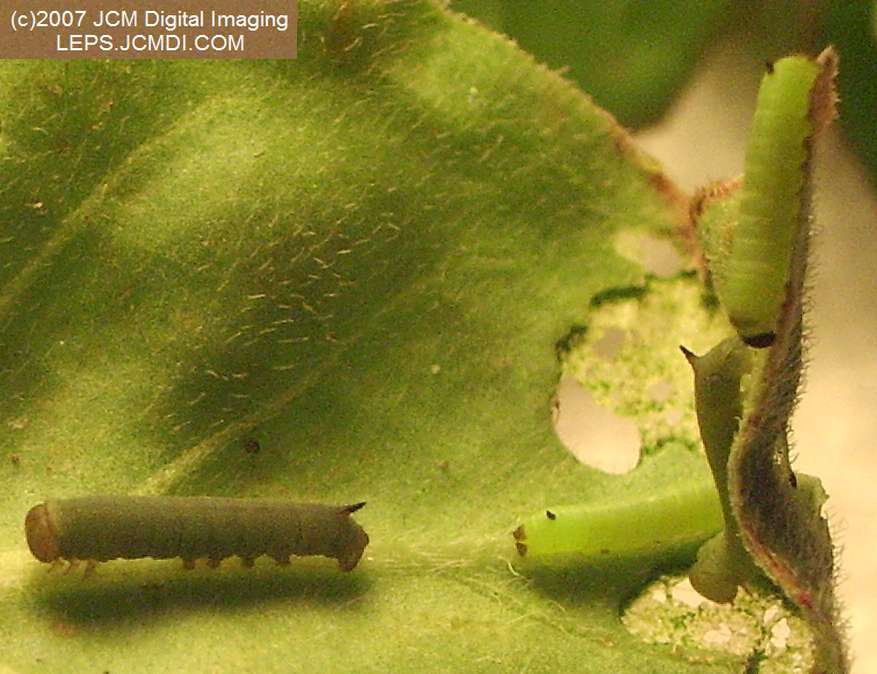 Arctonotus lucidus (Pacific Green Sphinx) Adult insect images and rearing documentary