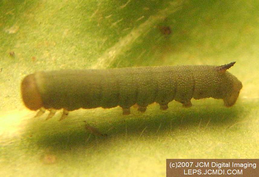 Arctonotus lucidus (Pacific Green Sphinx) Adult insect images and rearing documentary