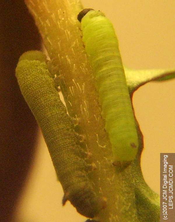 Arctonotus lucidus (Pacific Green Sphinx) Adult insect images and rearing documentary