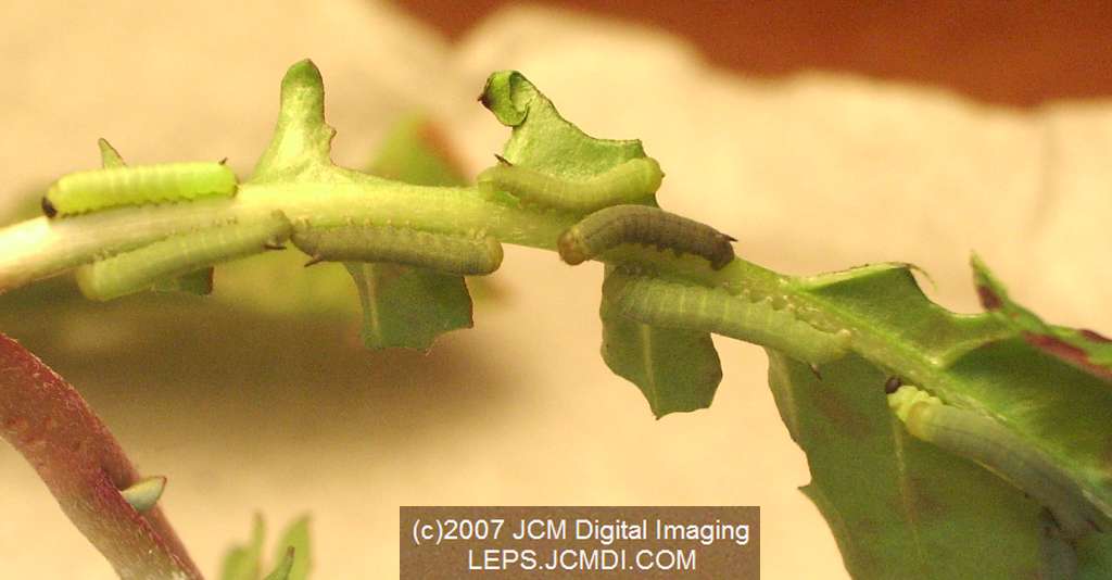 Arctonotus lucidus (Pacific Green Sphinx) Adult insect images and rearing documentary