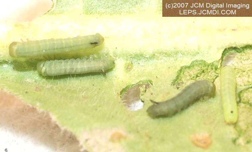 Arctonotus lucidus (Pacific Green Sphinx) Adult insect images and rearing documentary