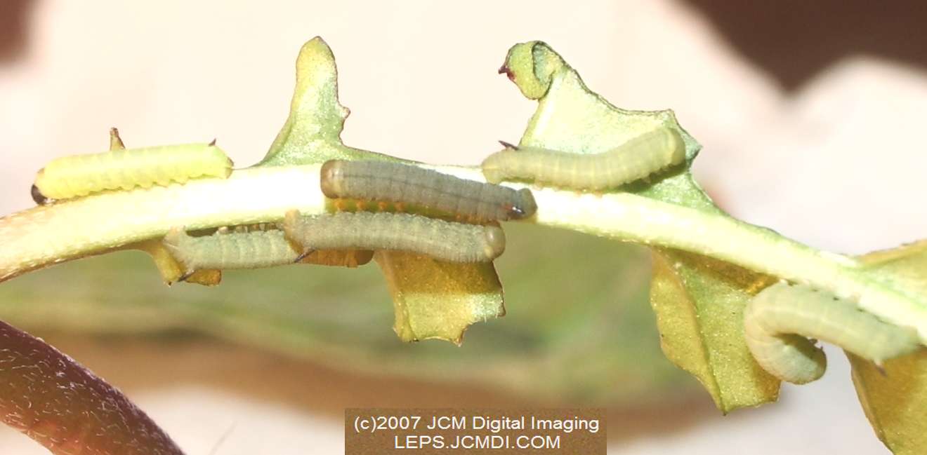 Arctonotus lucidus (Pacific Green Sphinx) Adult insect images and rearing documentary