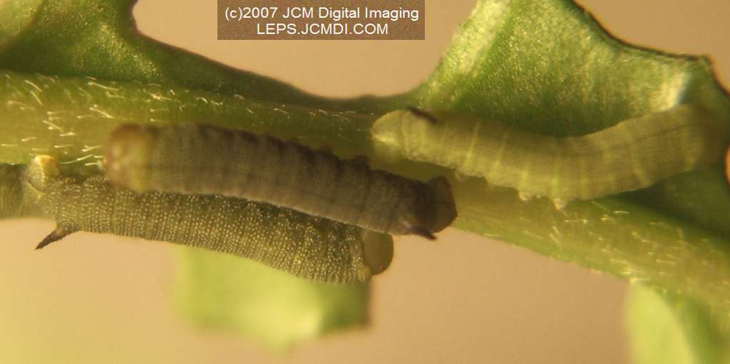 Arctonotus lucidus (Pacific Green Sphinx) Adult insect images and rearing documentary