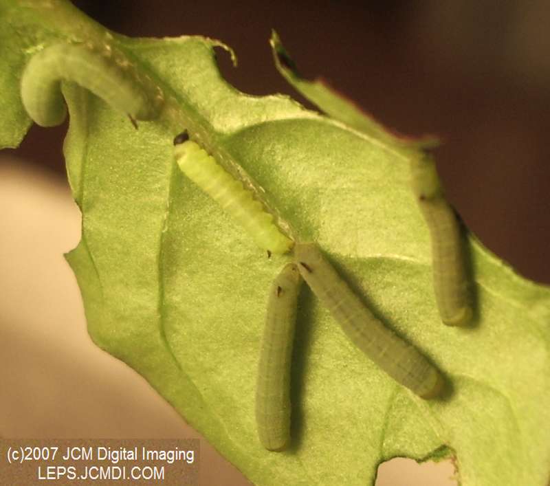 Arctonotus lucidus (Pacific Green Sphinx) Adult insect images and rearing documentary