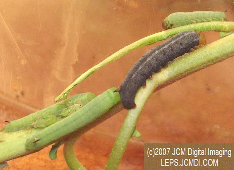 Arctonotus lucidus (Pacific Green Sphinx) Adult insect images and rearing documentary