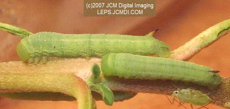 Arctonotus lucidus (Pacific Green Sphinx) Adult insect images and rearing documentary