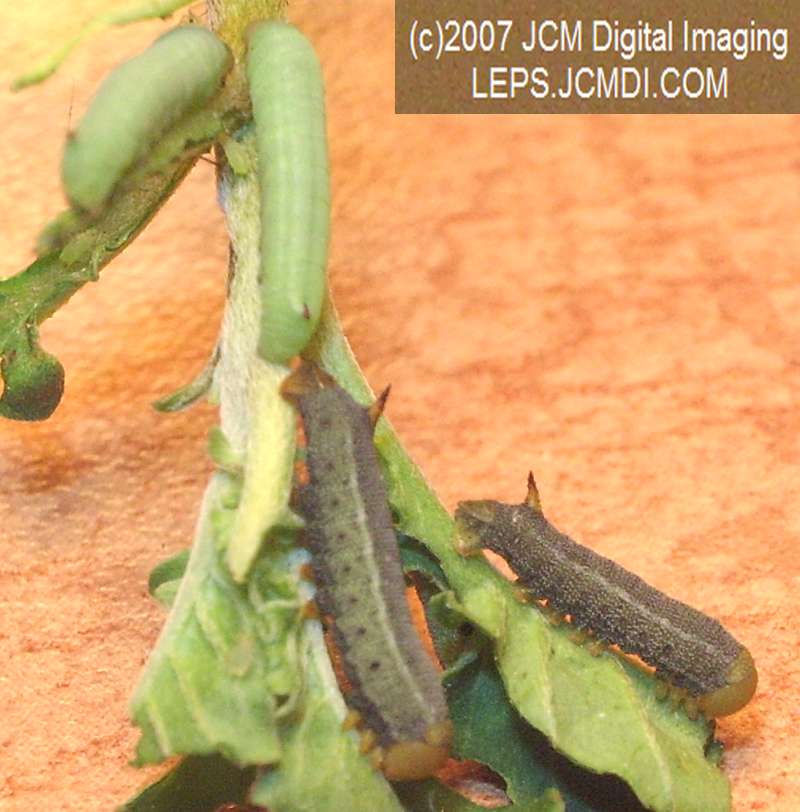 Arctonotus lucidus (Pacific Green Sphinx) Adult insect images and rearing documentary
