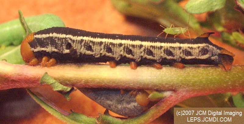 Arctonotus lucidus (Pacific Green Sphinx) Adult insect images and rearing documentary