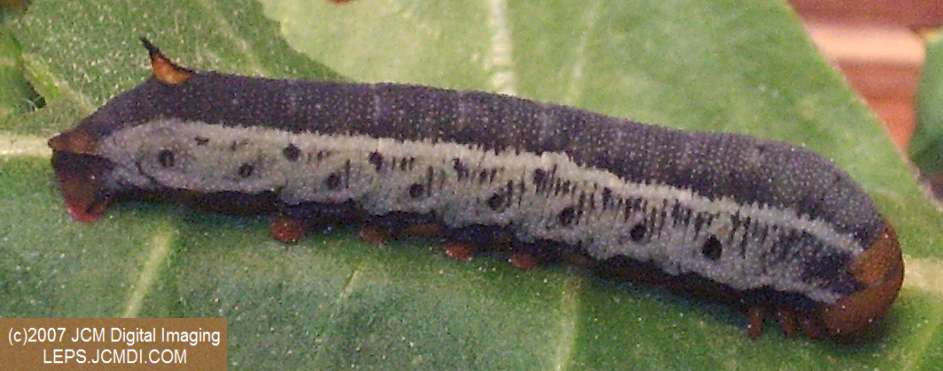 Arctonotus lucidus (Pacific Green Sphinx) Adult insect images and rearing documentary