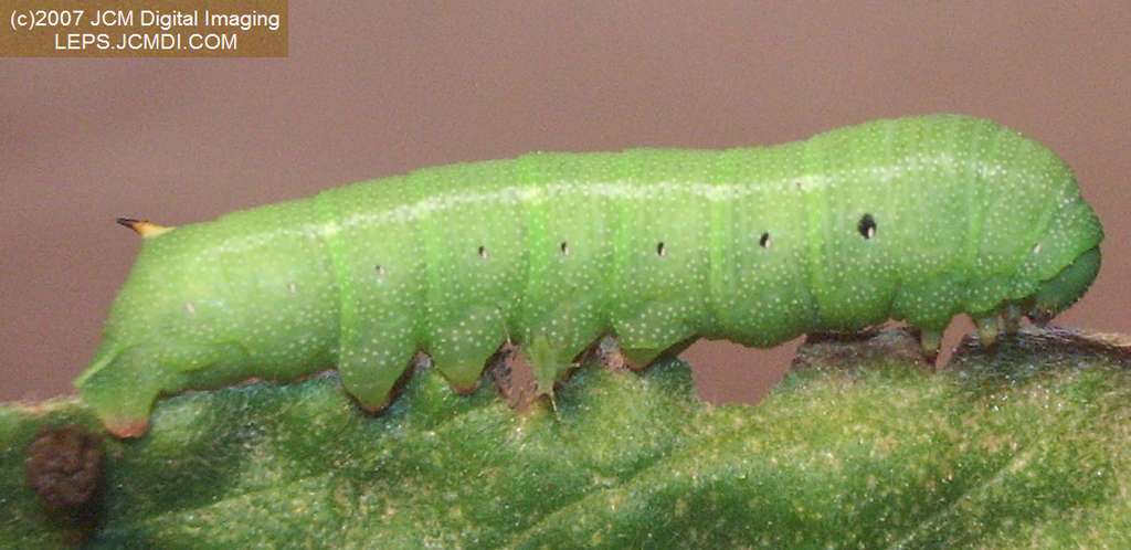 Arctonotus lucidus (Pacific Green Sphinx) Adult insect images and rearing documentary