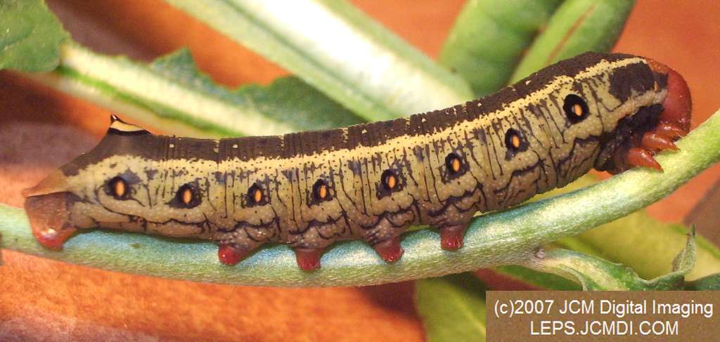 Arctonotus lucidus (Pacific Green Sphinx) Adult insect images and rearing documentary